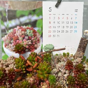 レッドベリーの画像 by ホヨ吉さん | バルコニー/ベランダとレッドベリーと虹の玉と姫秀麗と多肉植物のある暮らしとカレンダーの日