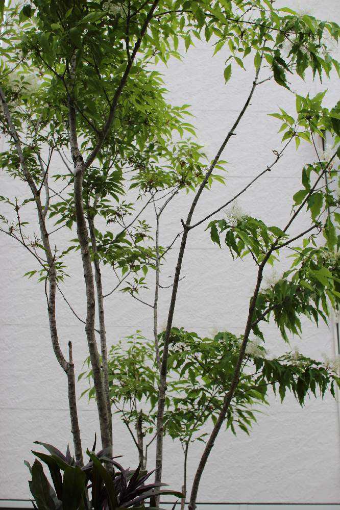 我が家のシンボルツリー”アオダモ“🌲｜🍀GreenSnap（グリーン