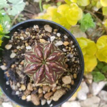 Euphorbiaの画像 by mitoiさん | 小さな庭とバリダと多肉植物とEuphorbiaと ユーフォルビア・バリダと サボテンと実生とユーフォルビア