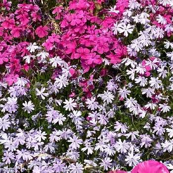 癒しの薄紫の画像 by 廣花奈さん | シバザクラと乙女ピンクとウクライナに平和をと癒しの薄紫とありがとう♡とお写ん歩とJuneの会といつも心に太陽をとピンクワールドへ ようこそと乙女色クラブとお散歩とおやすみなさい⭐