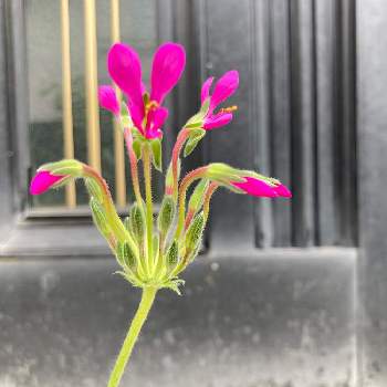 ペラルゴニウム属の画像 by タマラさん | エントランスとペラルゴニウム・インクラサツムとピンクの花とペラルゴニウム属と種から育てる