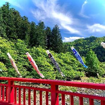  紅葉の画像 by hinamama ♡さん | お出かけ先と香嵐渓と新緑の季節と鯉のぼりと 紅葉