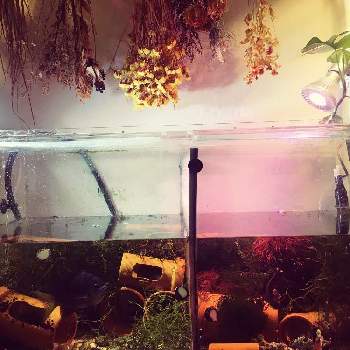 水槽の画像 by mesuko さん | 部屋と観葉植物とドライフラワーと海藻とヒメモンステラ！とスワッグとアワビと水槽とアクアリウム