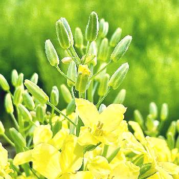 キャベツの花の投稿画像一覧 Greensnap グリーンスナップ
