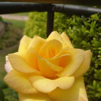 薔薇 ピースの画像 by 私のお花たちさん | 広い庭と薔薇 ピース