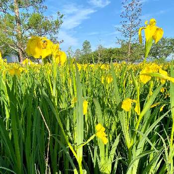 愛西市親水公園の画像 by corotさん | お出かけ先とキショウブの花とお散歩道の花たちと愛西市親水公園