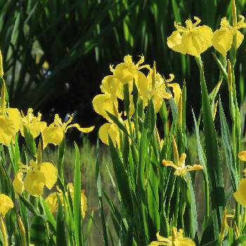 愛西市親水公園の画像 by corotさん | お出かけ先とキショウブの花とお散歩道の花たちと愛西市親水公園