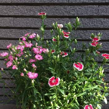 ピンク系の画像 by Lさん | 小さな庭とピンク系と寄せ植えと♡thank ÿ٥ϋ(*Ü*)♡と鉢植えと花のある暮らし