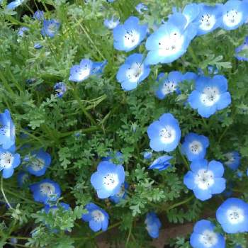 ブルーのお花♡の画像 by みっこさん | 車庫とネモフェラと沢山のお花とおうち園芸と可愛いお花♪と元気に育ててますよとブルーのお花♡と小さな花とネモフェラのお花と初めてのお花