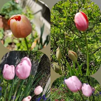 春爛漫！の画像 by すずらんさん | 小さな庭と春爛漫！とおうち園芸と遅咲きチューリップ