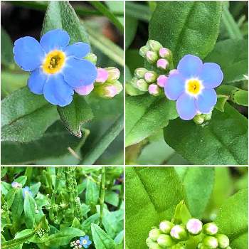 シンワスレナグサの投稿画像一覧 Greensnap グリーンスナップ