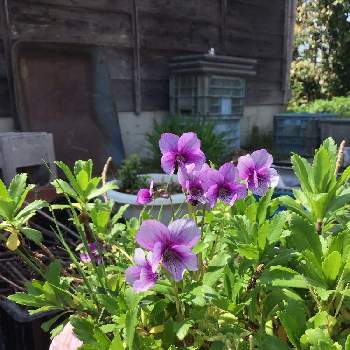 野良スミレ♡の画像 by くまさん | 小さな庭と紫色と春の庭とかわいい❤と野良スミレ♡