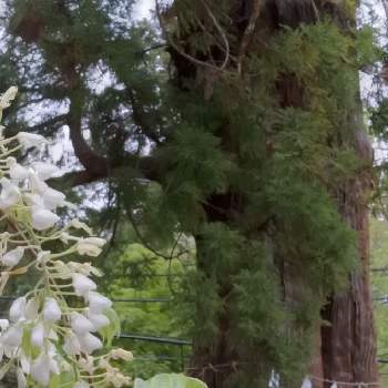 御神木の画像 by あっちゃんさん | お出かけ先と白い藤と花のある風景と自然が好きと筑波山神社と御神木