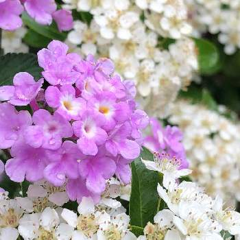 ピラカンサスの画像 by La vie en roseさん | 小さな庭とランタナ七変化とランタナとピラカンサとピラカンサスとスマホ撮影と癒しとおうち園芸と今日の一枚と花いろいろと花のある暮らしと花が好きとiPhone撮影