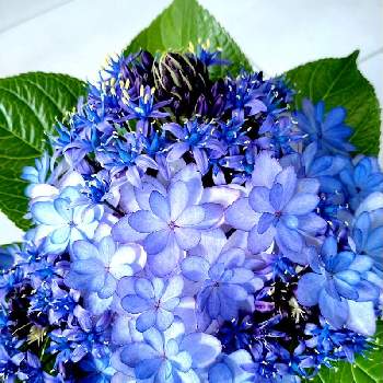 exexの画像 by たのこさん | シラー・ペルビアナと紫陽花 ひなまつりとexexと紫陽花☆と紫色の花とガクアジサイ✨と紫陽花 アジサイ あじさいと美しいとアジサイ　紫陽花とフラワーアレンジメントと花のある暮らしとお花は癒しと加茂セレクションと青い花とウクライナに平和を
