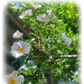 中ぐらいの庭の画像 by kane flowerさん | ナニワイバラと今朝と中ぐらいの庭と朝は青空、夕方雷