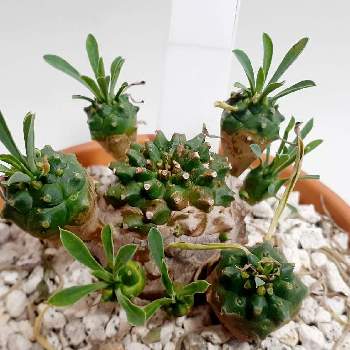 公式サイト おまとめページ ばあばっちさん リプサリス ユーフォルビア峨眉山 2bada1ca 販売初売 Pn Batam Go Id