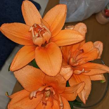 橙色のお花の画像 by もぐjuhさん | 橙色のお花と花色とお顔がこんにちはとGoogle Pixel5
