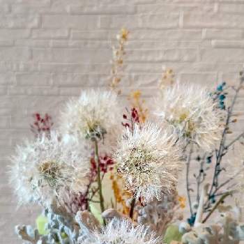 植物雑貨♪の画像 by natsumenobabaさん | 部屋とタンポポの綿毛とふわふわの綿毛と植物雑貨♪と春の綿毛祭り