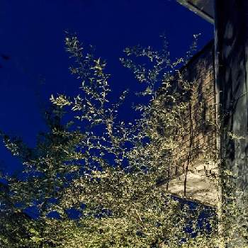 オリーブの木の画像 by ひーちゃんさん | お出かけ先とオリーブとオリーブツリーとオリーブの木とウクライナに平和をと仲良しリレー( 〃▽〃)