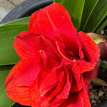 ヒガンバナ科の画像 by まあみさん | お出かけ先とアマリリスとヒガンバナ科と八重咲きと美しいと赤い花と真っ赤な火曜日と綺麗とゴージャス