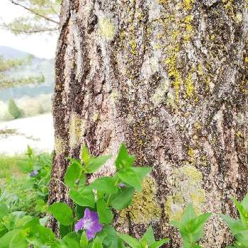 大きな木の画像 by レモン愛花さん | ツルニチニチソウ＊と職場の花と大きな木と庭の花と木と職場にてと紫のお花