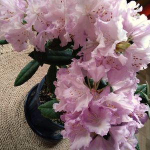 シャクナゲ,西洋シャクナゲ,シャクナゲ・カロライン アールブロック,ピンクの花,ツツジ科の画像