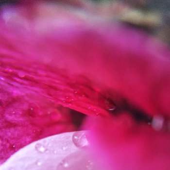 雨粒シリーズ☆の画像 by mimozaさん | 小さな庭とパンジーゼラニウムと雨粒と真っ赤な火曜日と雨粒シリーズ☆