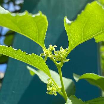 つるうめもどきの投稿画像一覧 Greensnap グリーンスナップ