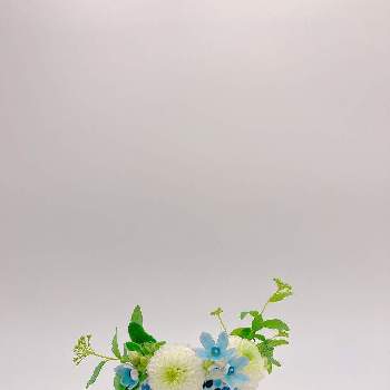 #ハナカジの画像 by ひえどんさん | #ハナカジと『そうだ、スーパーに花を買いに行こう』フォトコンテストと＃メルシーフラワーと#coop