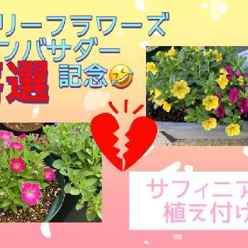 お知らせの画像 by よくばりガーデナー みるちゃんねるさん | 小さな庭とお知らせと庭作りとYouTube