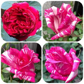 モダンタイムスの画像 by まぁ！さん | 小さな庭とモダンタイムスとバラとルージュピエールドゥロンサールと薔薇に魅せられてと花のある暮らしと素敵色と明日はきっと良い日になる
