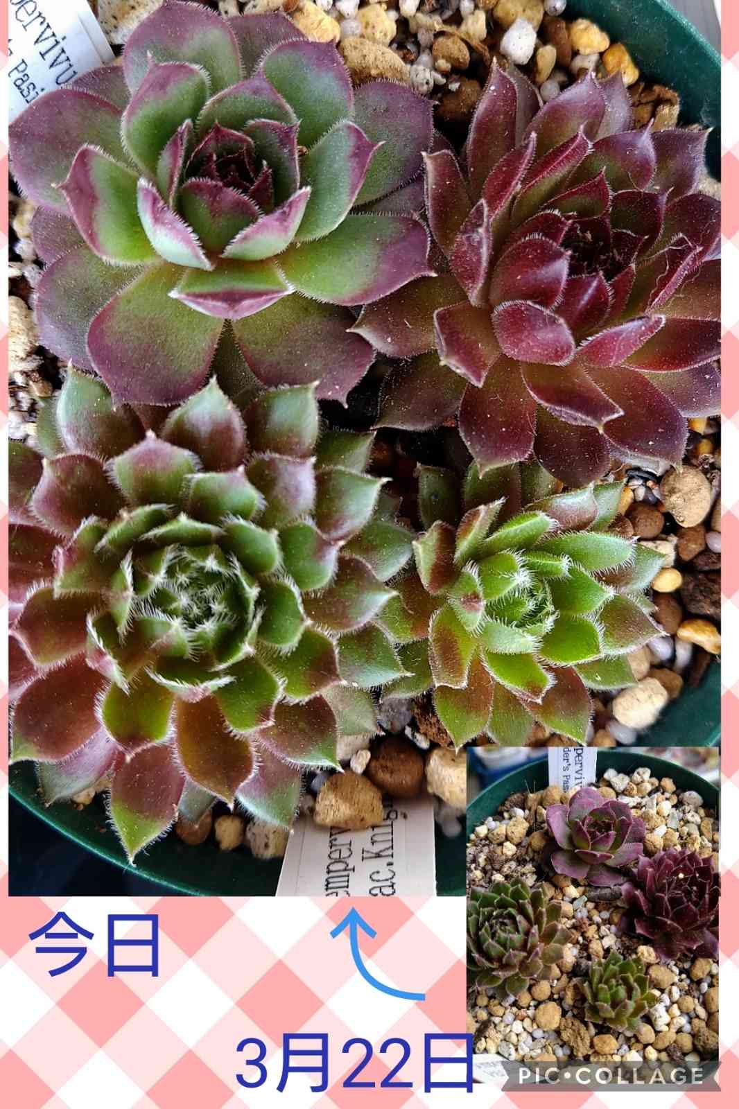 フランダースパッションの一覧｜🍀GreenSnap（グリーンスナップ）