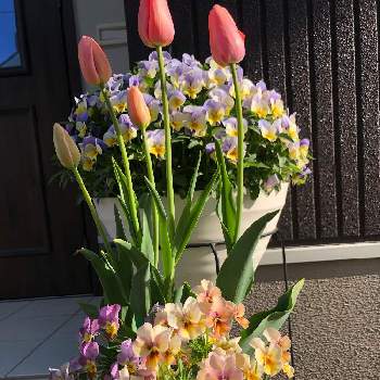 ニュアンスカラーの画像 by いっとさん | ビオラとチューリップとスミレと春のお花とビオラ・パンジーと紫色の花とピンク❤︎ピンクとバイカラーとおうち園芸と チューリップと花いろいろと花のある暮らしと『秋植え球根2022』フォトコンテストとニュアンスカラー
