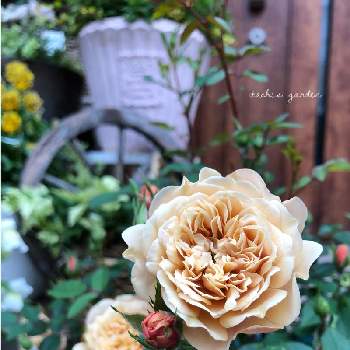 ミニバラモカの画像 by itachiさん | 玄関と趣味がお仕事にとミニバラモカと植物のある暮らしとお花大好き♡と癒しと植物大好きとおうち園芸と花のある暮らしと玄関先