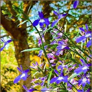 非耐寒性多年草の画像 by ✴︎Ｃｈｉｅ✴︎さん | アズーロコンパクト ブルーウィズアイと開花と蝶のような花とキラキラ✨と青紫色の花と我が家の花達とミゾカクシ属と山野草と風に揺れる花と唇形花とキク科と花いろいろと非耐寒性多年草とアズーロと植物を愛でると爽やかな色と新緑萌えとつぼみと爽やかと世界平和と全てに祈りを♪