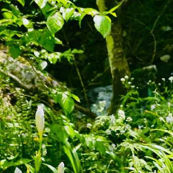 シャガの花の画像 by コハクさん | お出かけ先と白い花とシャガの花と山間の川沿いと凛と咲く