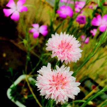四季の花の画像 by gtyさん | 玄関とアグロステンマとヤグルマギクと観葉植物と小さい庭と亜熱帯・熱帯植物とSDGsと沖縄とガーデニングと四季の花