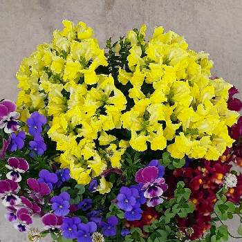 青い花と黄色の春2022の画像 by マルナムさん | 元気もりもりと寄せ植えと小花会とお花大好きとおうち園芸とみどり大好きとキンギョソウ♪と❤️いいね、ありがとうと鉢植えと癒されます♥と花のある暮らしと青い花と黄色の春2022