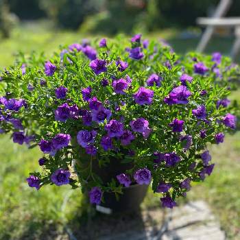 コメリの画像 by ポポおじさんさん | 紫色とpwの花と冬越しと紫色の花とカリブラコア♡とＰＷと八重咲きとコメリとペチュニア☆