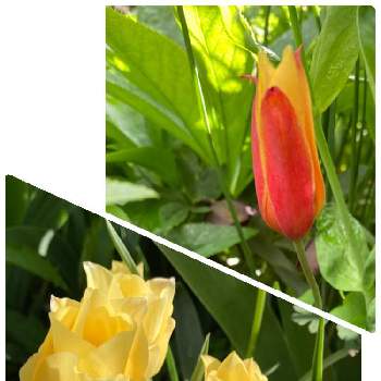原種系チューリップの画像 by mameさん | 小さな庭と原種チューリップ　バタリニーブライトジェムと花のある暮らしと小花好きと原種系チューリップ