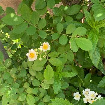 うれしいなの画像 by 淳 こさん | 小さな庭と気になるながめと緑な ながめと植物でほっこりと花日記といのち　いっぱいと植物にもらうものとやさしい色たちとこんな小さな明るさでとみんな主役とうれしいなとかわいいなといまだけ