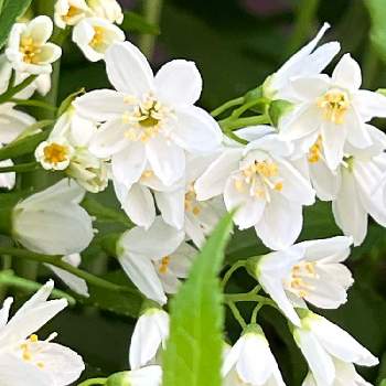純白の花の画像 by オシャレさんさん | 小さな庭とヒメウツギ(姫空木)と可愛いお花と春の訪れとはなのある暮らしと庭の植物とかわぃぃ。と姫空木(ヒメウツギ)と春の草花と我が家のお花と純白の花