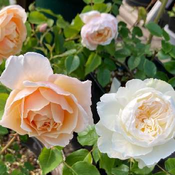 今日のイチオシの画像 by ちよみん＊さん | 小さな庭とバラ ボレロとメーヴェとボレロとちよみん薔薇とYUMIKOさん印とばら バラ 薔薇とバラはいいなぁとちよみん薔薇2022とバラと夢CLUBとアップルローゼスと花のある暮らしとチーム福岡と今日のイチオシとGS植物うちなーぐち会