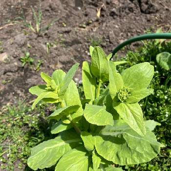 菜花の投稿画像一覧 Greensnap グリーンスナップ