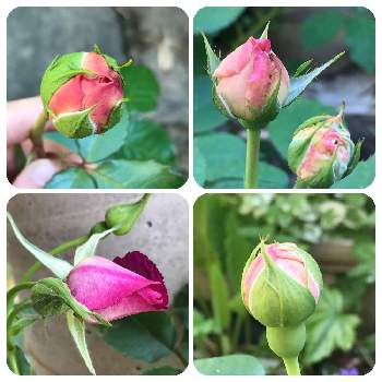 日陰でバラの投稿画像一覧 Greensnap グリーンスナップ