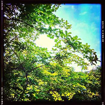 朝陽の画像 by Kazyanさん | 小さな庭とサルスベリの枝木と朝陽デスとサルスベリの若葉☆と朝陽と万葉の中庭シリーズ　和堂と一九献上　和堂とサルスベリの若葉