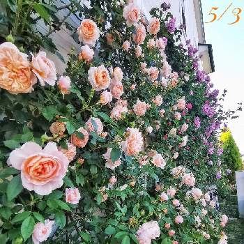 バラ壁面の画像 by TATOさん | エクステリアとコレッタとブルームーンとファインダー越しの私の世界とガーデニング男子とおうち園芸とバラ好きさんと繋がりたいとInstagramとガーデニングと薔薇♪と我が家のバラとバラを楽しむとバラ壁面とTATO wall rose
