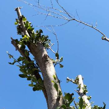 オリーブの木の画像 by ロビンちゃんさん | 畑とオリーブの木