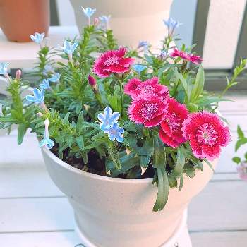 ミヤマホタルカズラ リソドラスターの投稿画像一覧 Greensnap グリーンスナップ